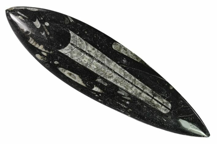 Polished Fossil Orthoceras (Cephalopod) - Morocco #138273